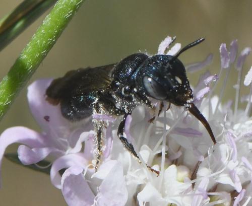 Réf. 233 421 : Ceratina chalcites